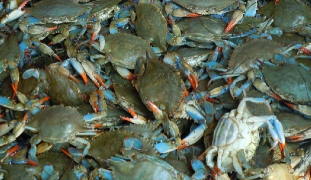 Blue crab