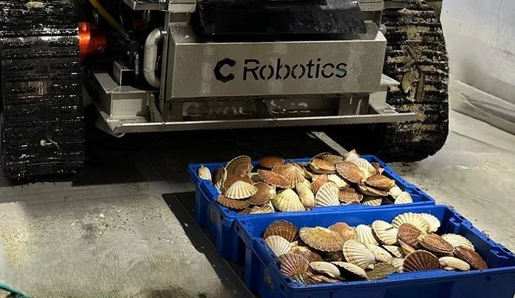 Scallops harvested with the C Bud