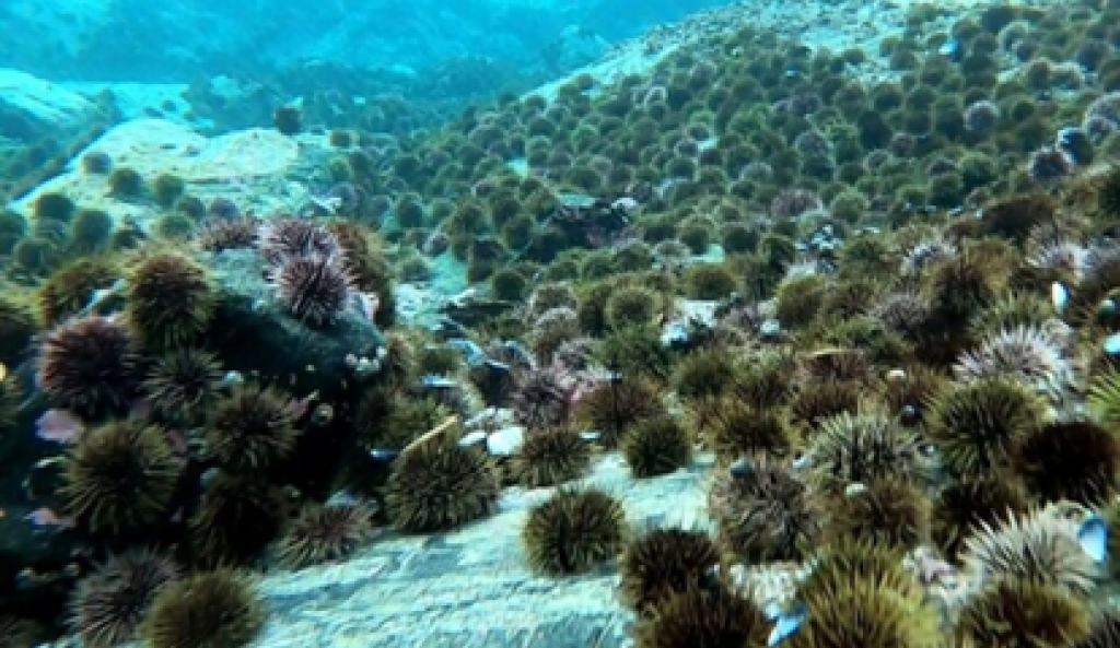 Sea urchins