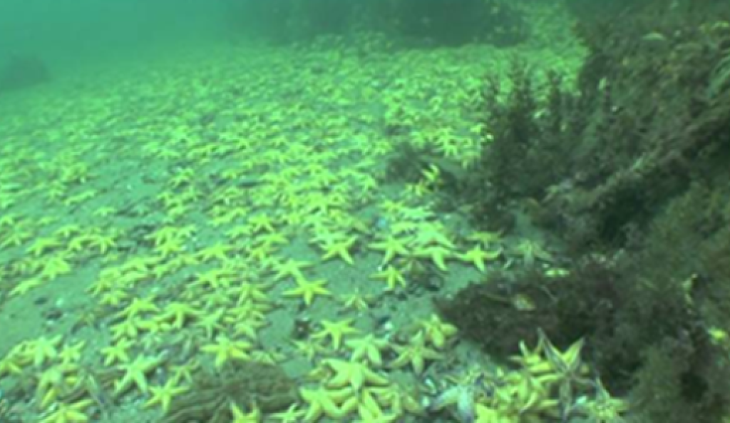 Starfish