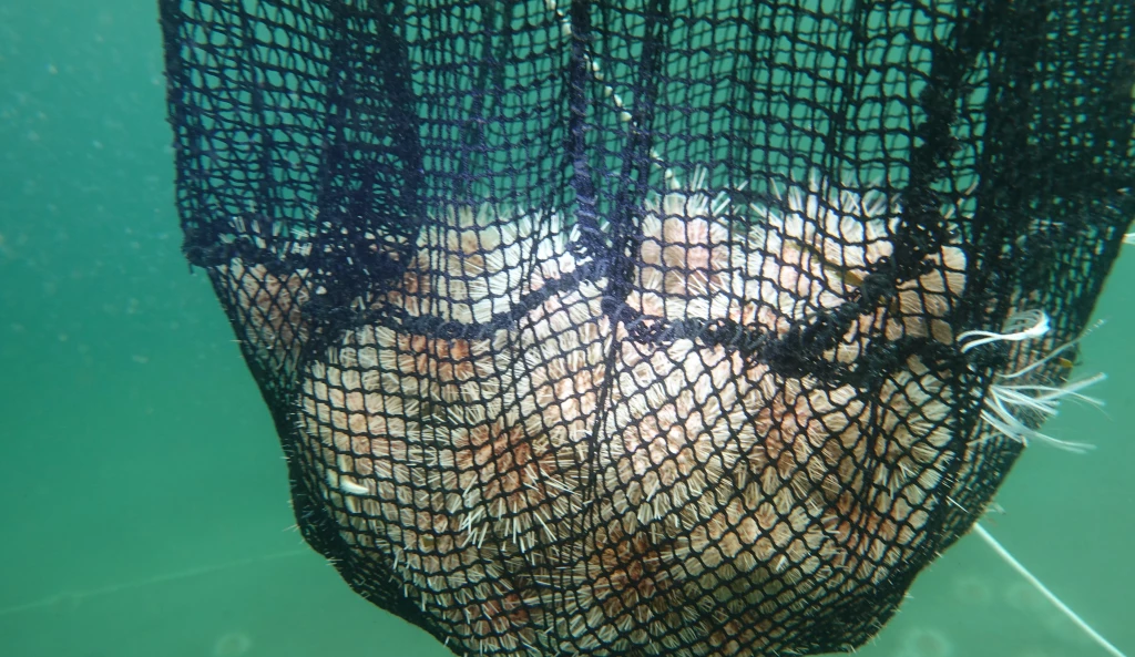 Urchins in bag after harvesting with the C disc