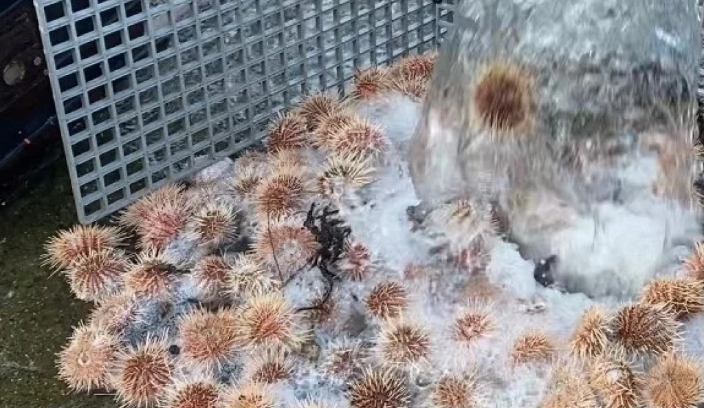 Urchins sucked to shore using the C disc