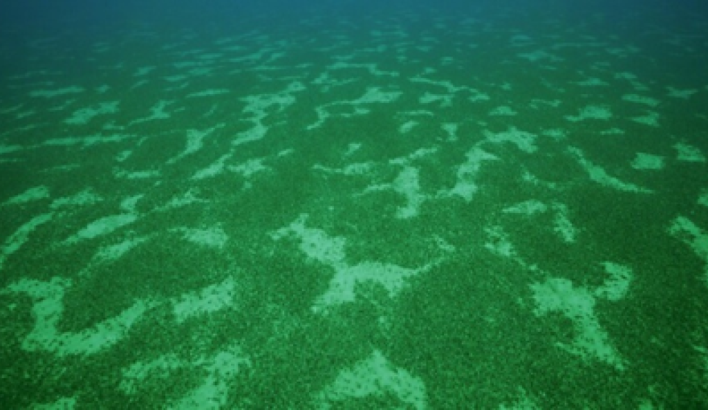 Zebra and Quagga mussels